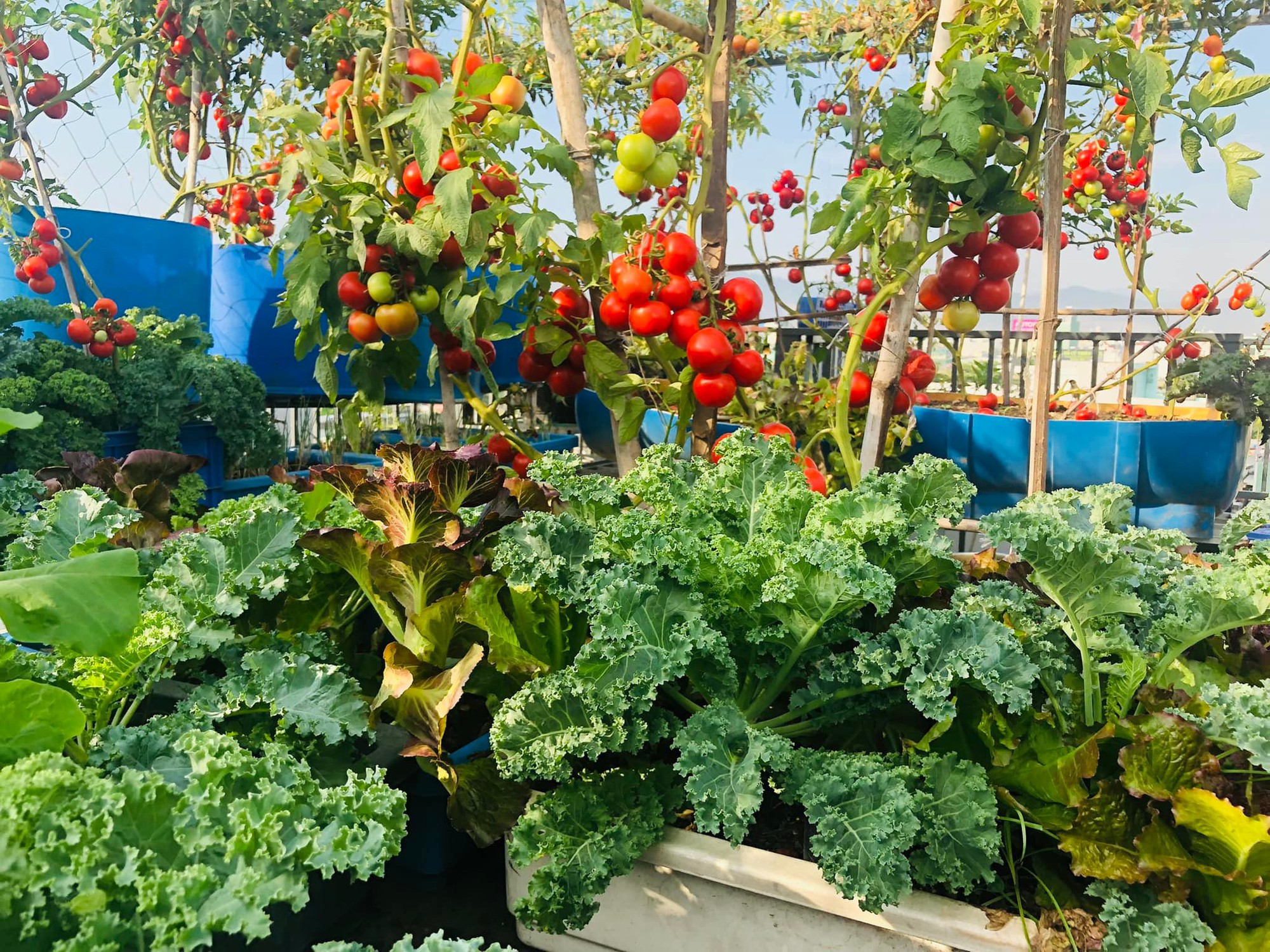 Mãn nhãn với vườn rau trên sân thượng mơn mởn, xanh mướt, ăn không hết của mẹ đảm ở Đà Nẵng-2