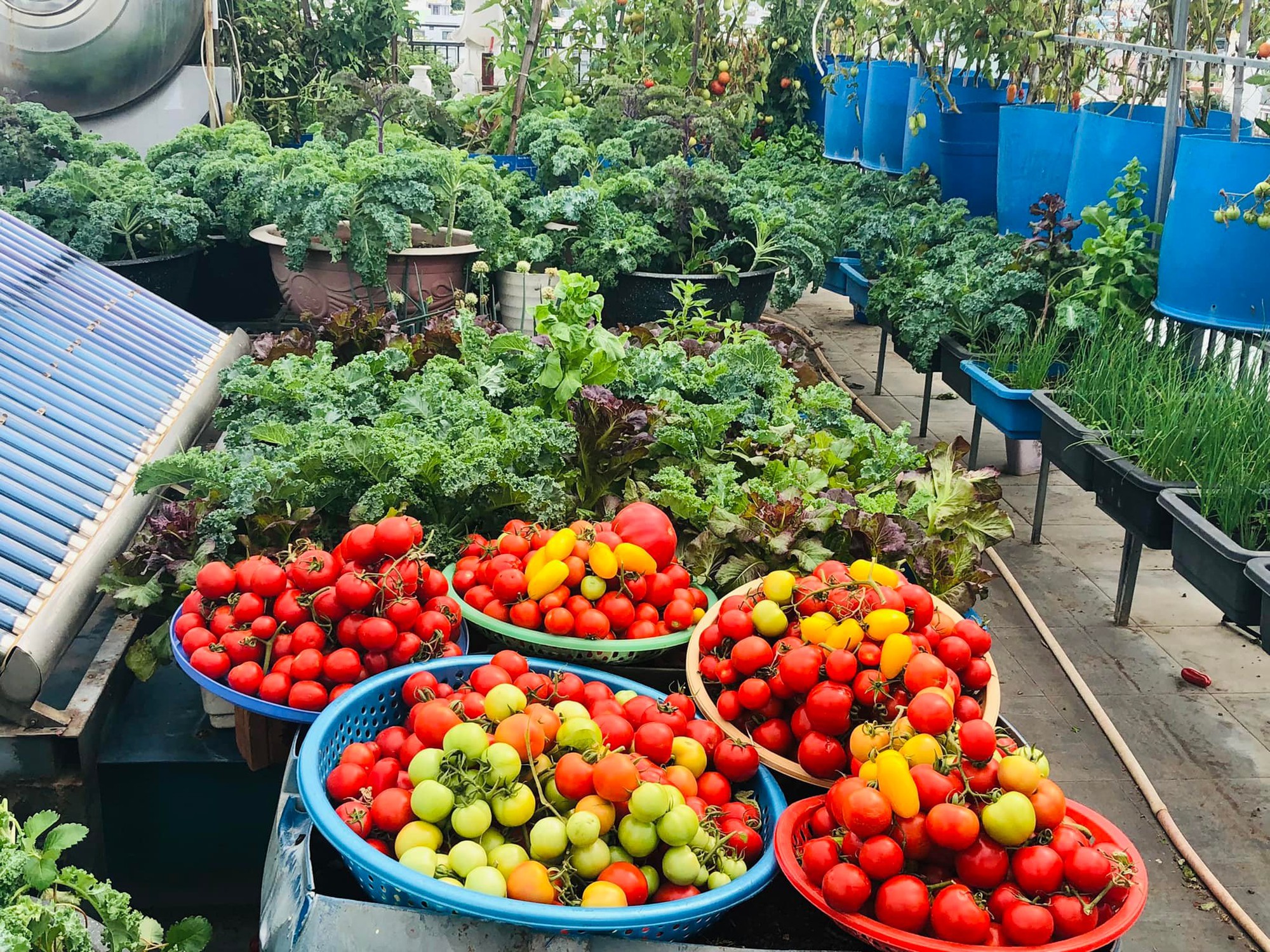 Mãn nhãn với vườn rau trên sân thượng mơn mởn, xanh mướt, ăn không hết của mẹ đảm ở Đà Nẵng-3