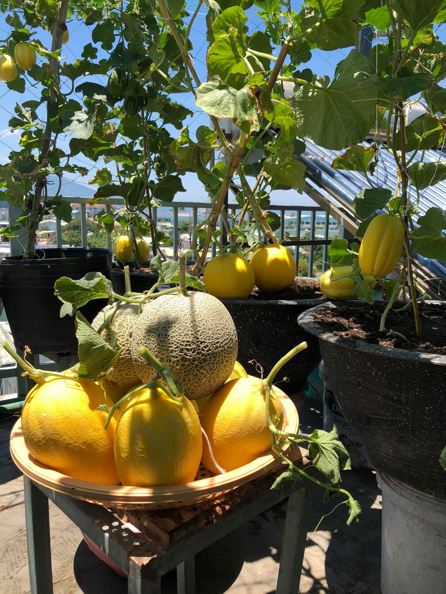 Mãn nhãn với vườn rau trên sân thượng mơn mởn, xanh mướt, ăn không hết của mẹ đảm ở Đà Nẵng-4