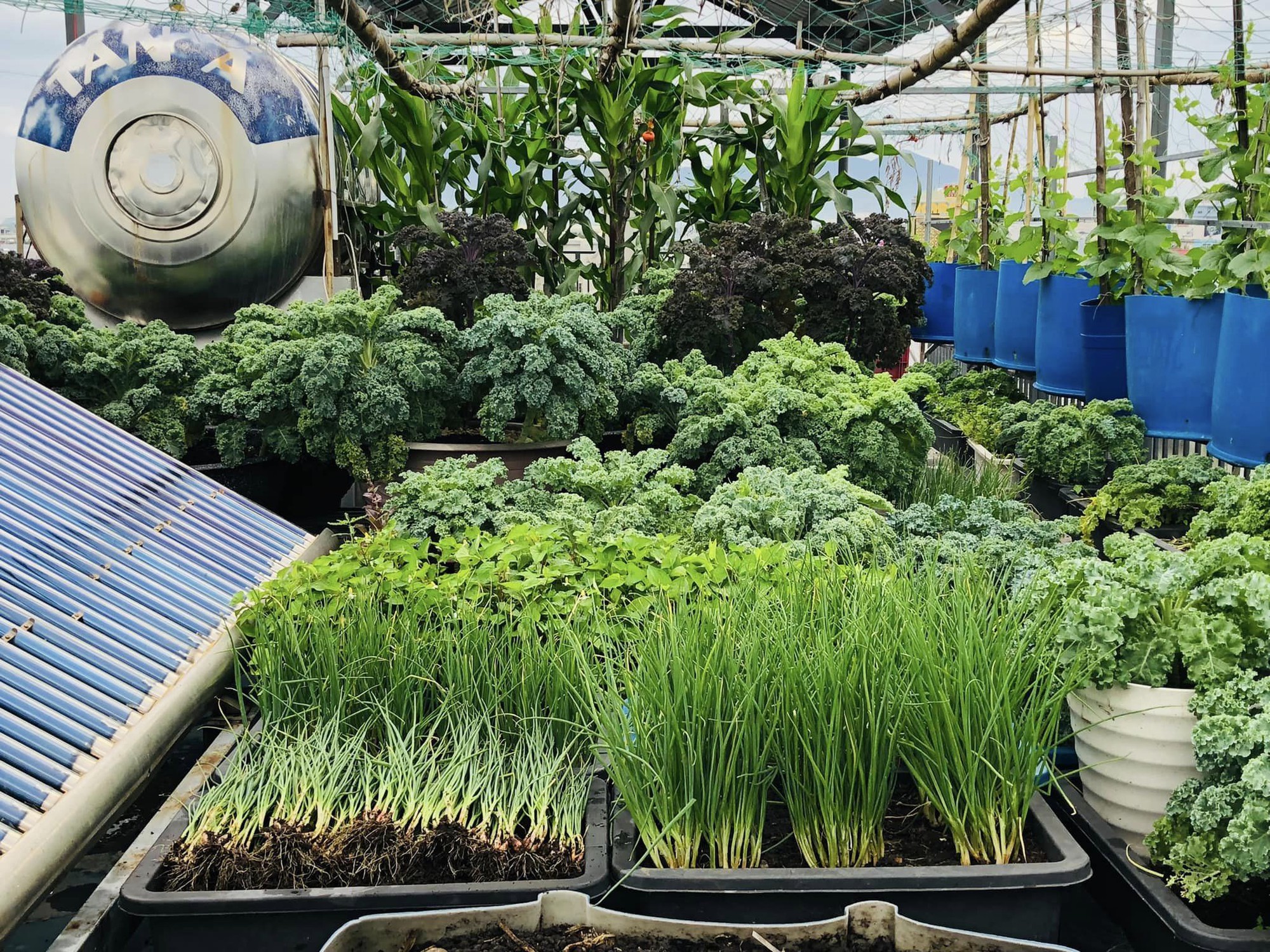 Mãn nhãn với vườn rau trên sân thượng mơn mởn, xanh mướt, ăn không hết của mẹ đảm ở Đà Nẵng-10