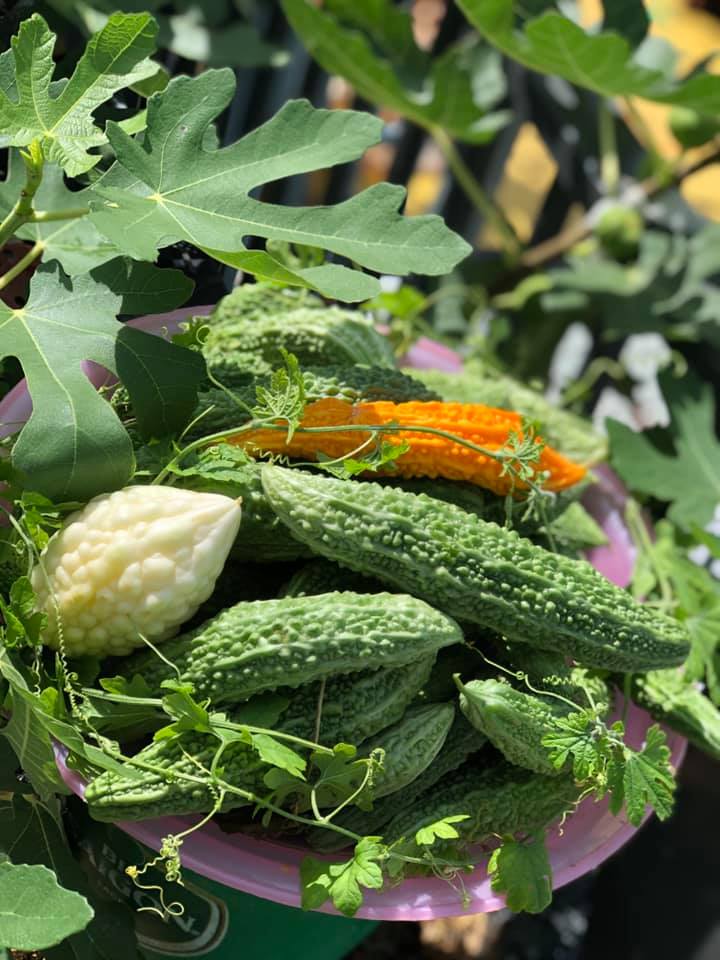 Mãn nhãn với vườn rau trên sân thượng mơn mởn, xanh mướt, ăn không hết của mẹ đảm ở Đà Nẵng-6