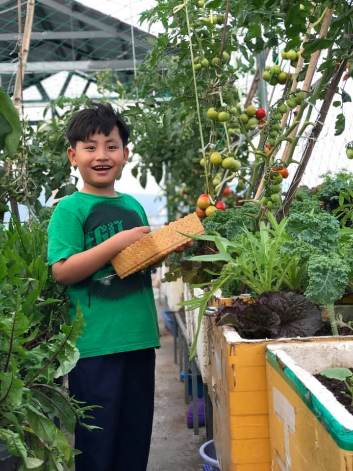 Mãn nhãn với vườn rau trên sân thượng mơn mởn, xanh mướt, ăn không hết của mẹ đảm ở Đà Nẵng-7