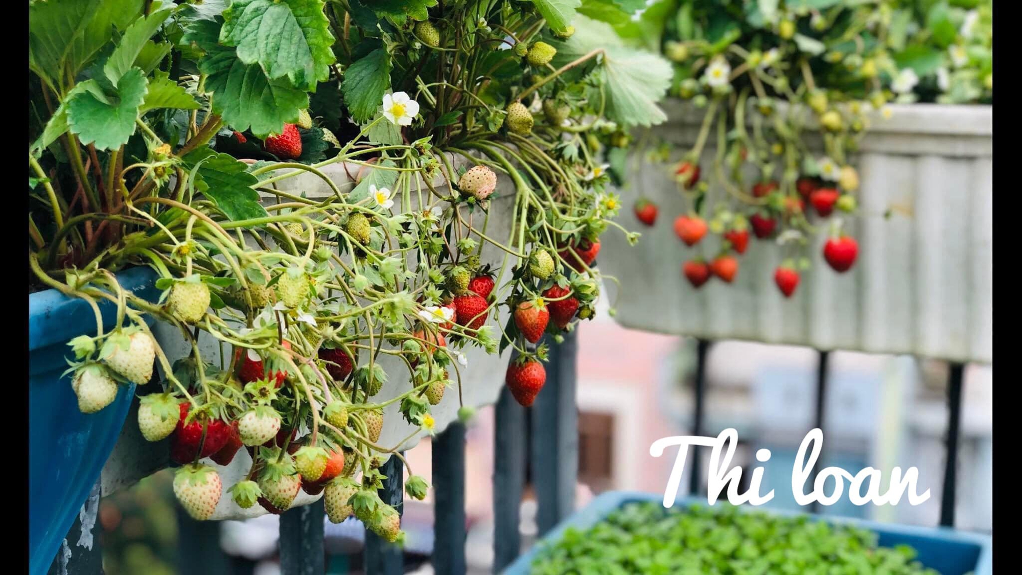 Mãn nhãn với vườn rau trên sân thượng mơn mởn, xanh mướt, ăn không hết của mẹ đảm ở Đà Nẵng-8