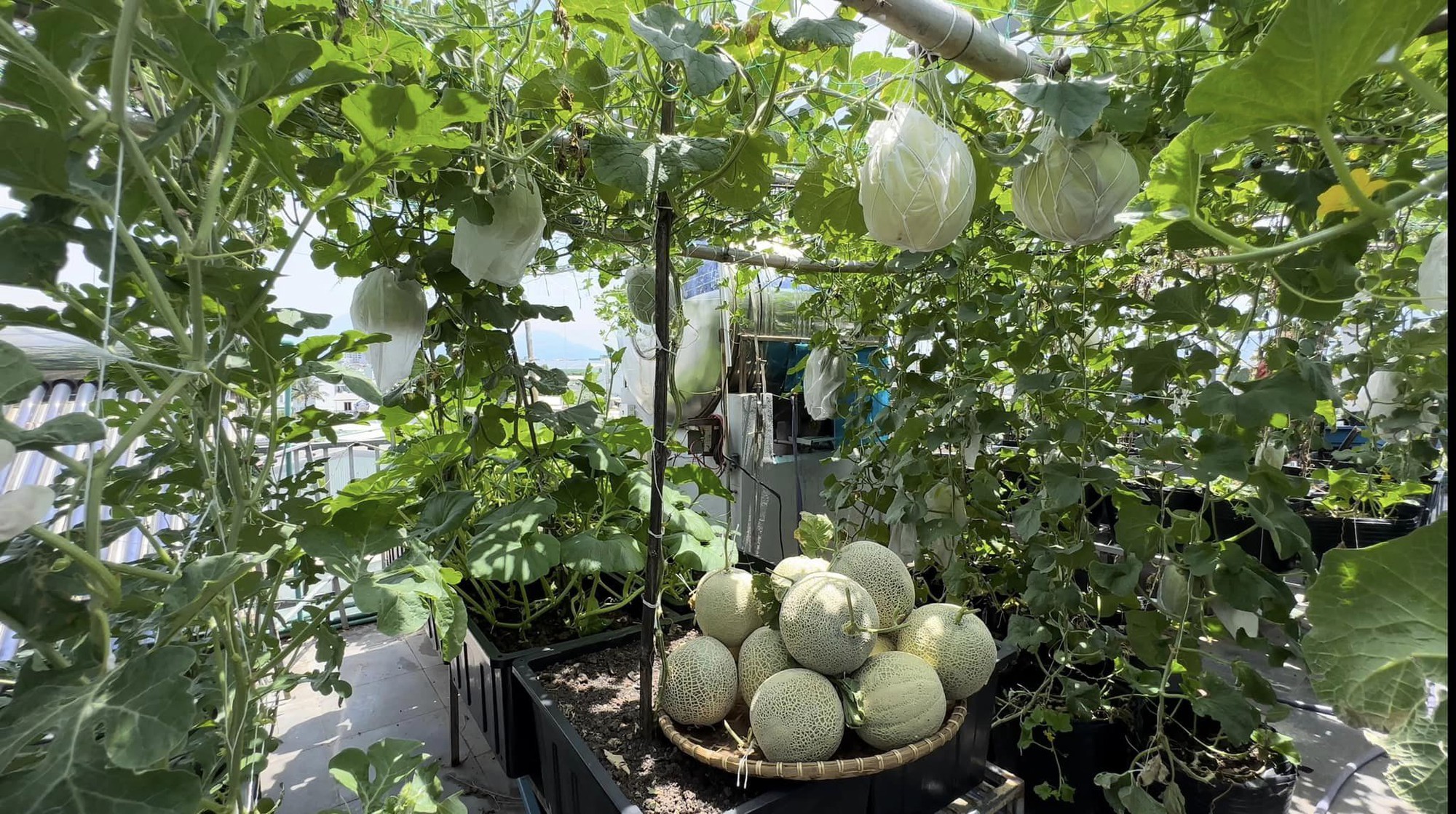 Mãn nhãn với vườn rau trên sân thượng mơn mởn, xanh mướt, ăn không hết của mẹ đảm ở Đà Nẵng-9