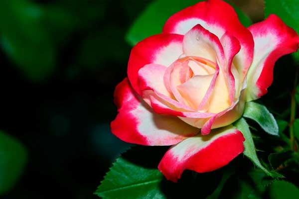 Tử vi ngày 2/8/2023: Tuổi Tý tranh chấp làm ăn, tuổi Sửu may mắn bất ngờ-4