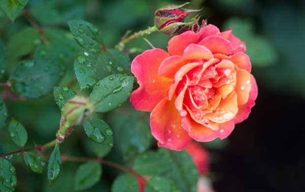 Thần Tài dẫn lối: 3 con giáp khổ tận cam lai, no nê tài lộc, tài sản gia tăng trong tháng 8, tháng 9-3