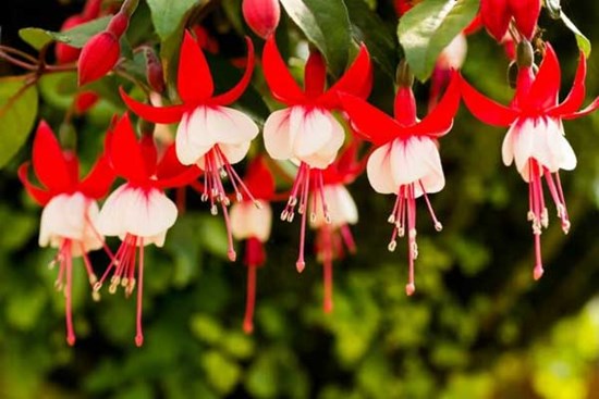 Tử vi ngày 2/8/2023: Tuổi Tý tranh chấp làm ăn, tuổi Sửu may mắn bất ngờ