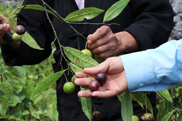 Vụ ngộ độc quả hồng châu: Một trẻ tử vong, chuyển 3 trẻ về Bệnh viện Nhi Trung ương-2