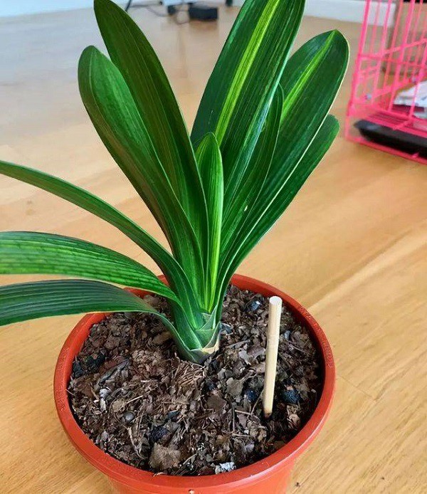 Đũa và ống hút cũ đừng vội vứt đi, hãy cắm chúng vào chậu hoa, rất có lợi cho cây-2