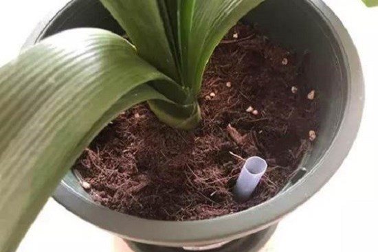 Đũa và ống hút cũ đừng vội vứt đi, hãy cắm chúng vào chậu hoa, rất có lợi cho cây