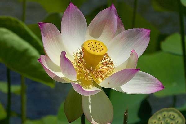 Tử vi ngày 2/8/2023 của 12 cung hoàng đạo: Bạch Dương thông minh, Ma Kết dễ cảm động-1