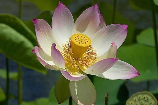 Tử vi ngày 2/8/2023 của 12 cung hoàng đạo: Bạch Dương thông minh, Ma Kết dễ cảm động