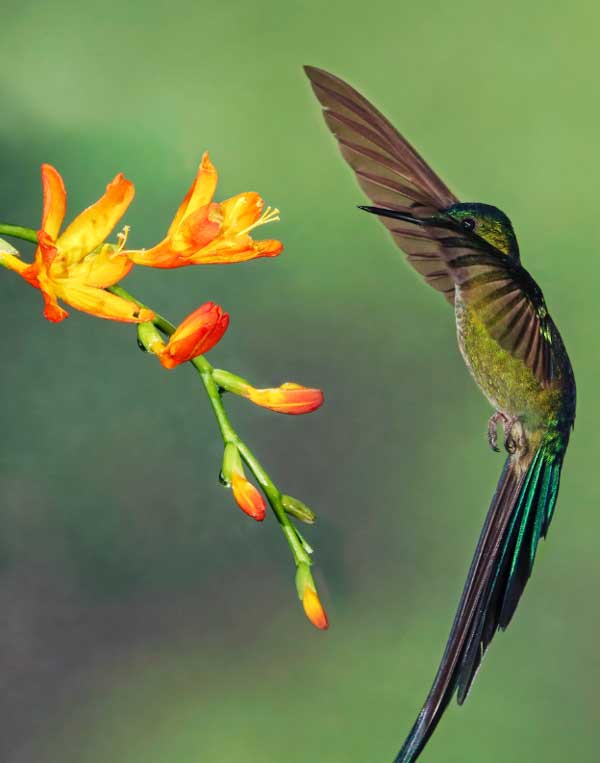 Mùa hè viên mãn: 4 con giáp tận hưởng sự nghiệp suôn sẻ, gặt hái của cải trước tháng 7 Âm lịch-1