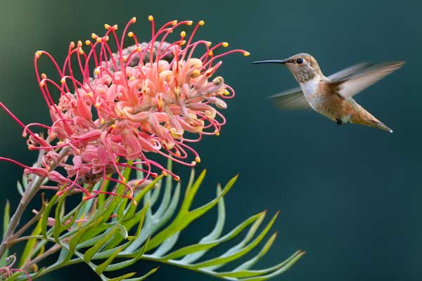 Tử vi ngày 3/8/2023: Tuổi Dần khó tránh rắc rối, tuổi Mão kiếm được bộn tiền-4