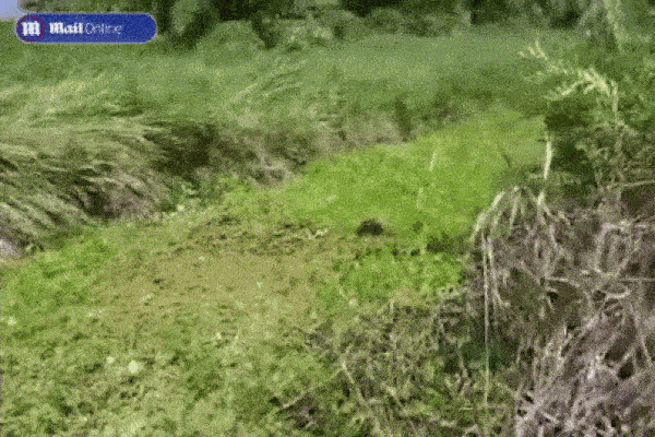 Kinh hoàng: Người phụ nữ bị cá sấu ăn thịt khi tắm sông-1