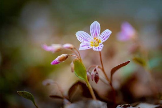 Tử vi ngày 3/8/2023: Tuổi Dần khó tránh rắc rối, tuổi Mão kiếm được bộn tiền