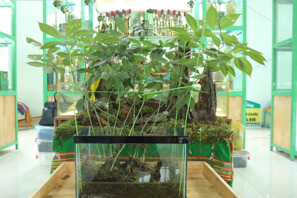 Cây cóc bé xíu khách trả nửa tỷ đồng chủ vẫn không bán, có thực xứng tầm ?-6