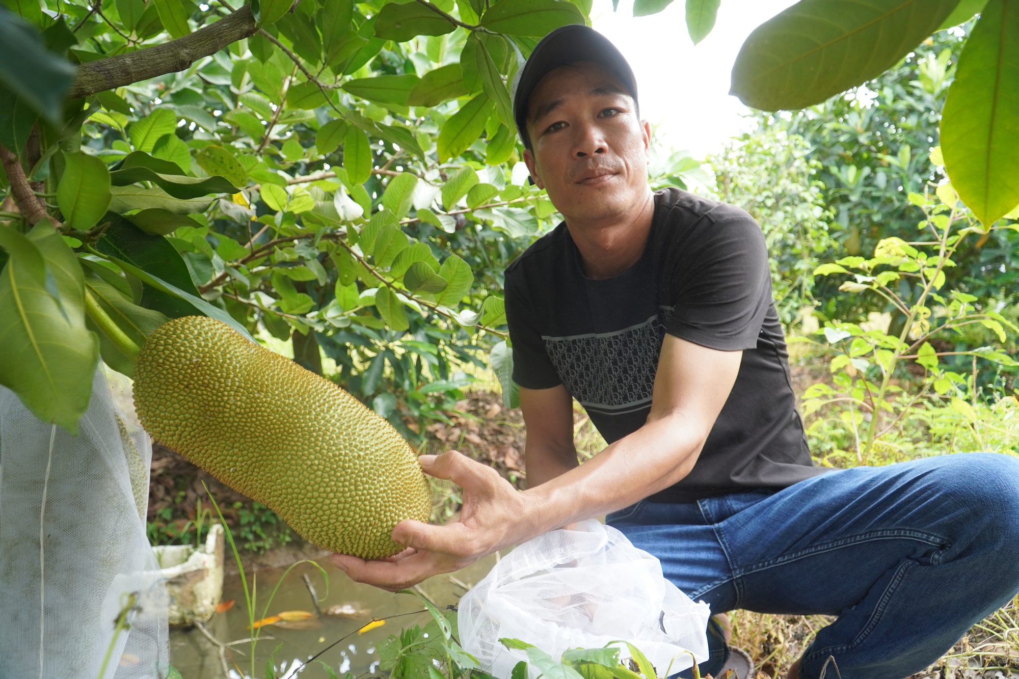 Lý do mít sầu riêng đang sốt ở miền Tây-1