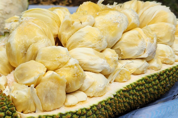 Bỏ làm y sĩ, chàng trai trẻ kiếm nửa tỷ đồng/năm từ mèo kiểng-9