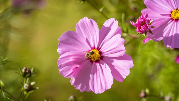 Tử vi ngày 3/8/2023 của 12 cung hoàng đạo: Song Tử ham học hỏi, Bọ Cạp thông minh-3