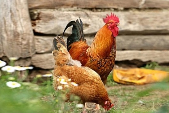 Thịt gà trống hay gà mái ngon hơn?