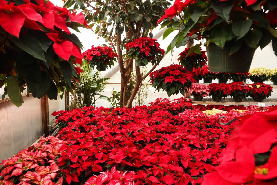 5 cây cảnh được mệnh danh là hoa hao tiền, để trong nhà xui xẻo, có tiền cũng không giữ được-1