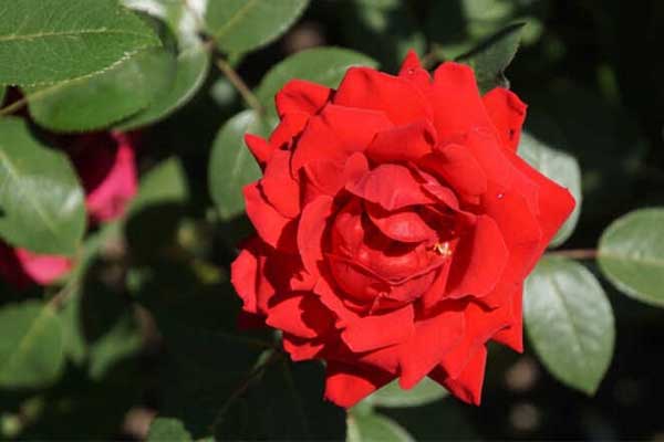 8 ngày tới là thời điểm vàng để 4 con giáp này cá chép hóa rồng”: Đã bước qua giai đoạn vận hạn, giờ là lúc chớp thời cơ để hốt bạc”-5