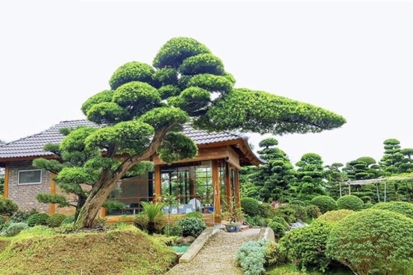 Ít ai biết 5 cây này có thể đổi vận”, chỉ cần trồng một chậu dù đang xui đến đâu cũng gặp may-6