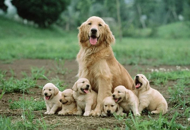 3 con giáp hào phóng, sống không màng thiệt hơn, cuối đời gặp quý nhân, tài lộc tự gõ cửa, sống đời sung túc-2