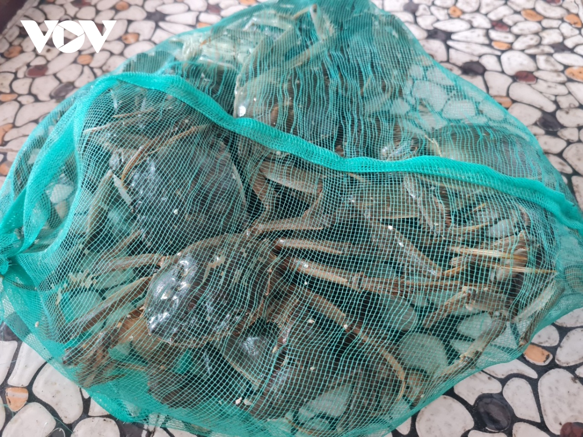 Một loại cua bò dưới sông Cầu của Bắc Giang là cua gì, trông thế nào mà đại gia, nhà giàu muốn ăn?-1