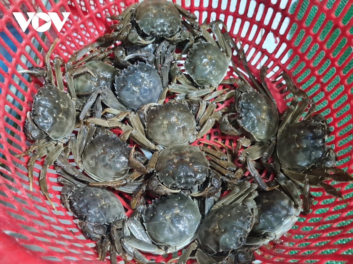 Một loại cua bò dưới sông Cầu của Bắc Giang là cua gì, trông thế nào mà đại gia, nhà giàu muốn ăn?-2