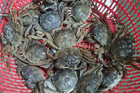 Một loại cua bò dưới sông Cầu của Bắc Giang là cua gì, trông thế nào mà đại gia, nhà giàu muốn ăn?