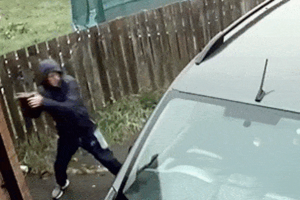 Khỉ hoang liên tiếp trộm đồ ăn trong cửa hàng tạp hóa-1