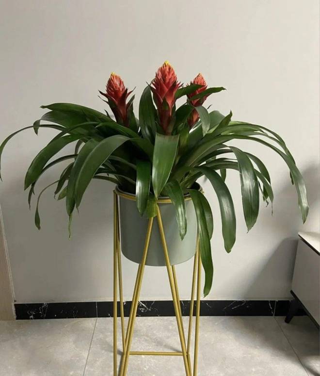 Ít ai biết 5 cây này có thể đổi vận”, chỉ cần trồng một chậu dù đang xui đến đâu cũng gặp may-2