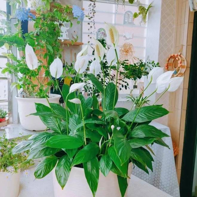 Ít ai biết 5 cây này có thể đổi vận”, chỉ cần trồng một chậu dù đang xui đến đâu cũng gặp may-4