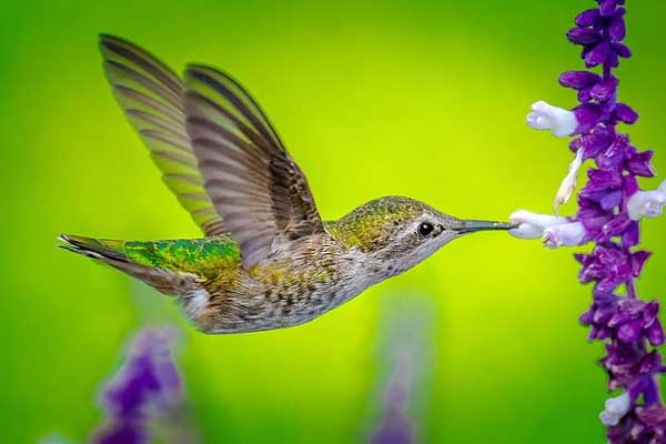 Phúc khí dồi dào: 3 con giáp nhận lộc trời cho, làm ăn phát đạt trong tháng 7 Âm lịch, xui xẻo tránh xa-1