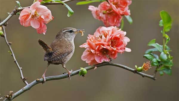 Phúc khí dồi dào: 3 con giáp nhận lộc trời cho, làm ăn phát đạt trong tháng 7 Âm lịch, xui xẻo tránh xa-3