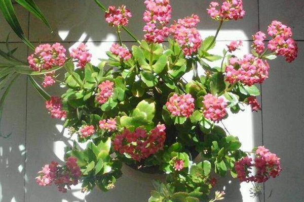 Biệt thự rộng 400m2, sân và bên hông nhà trồng đủ loại cây khiến chủ nhân nghĩ đang sống trong rừng-17