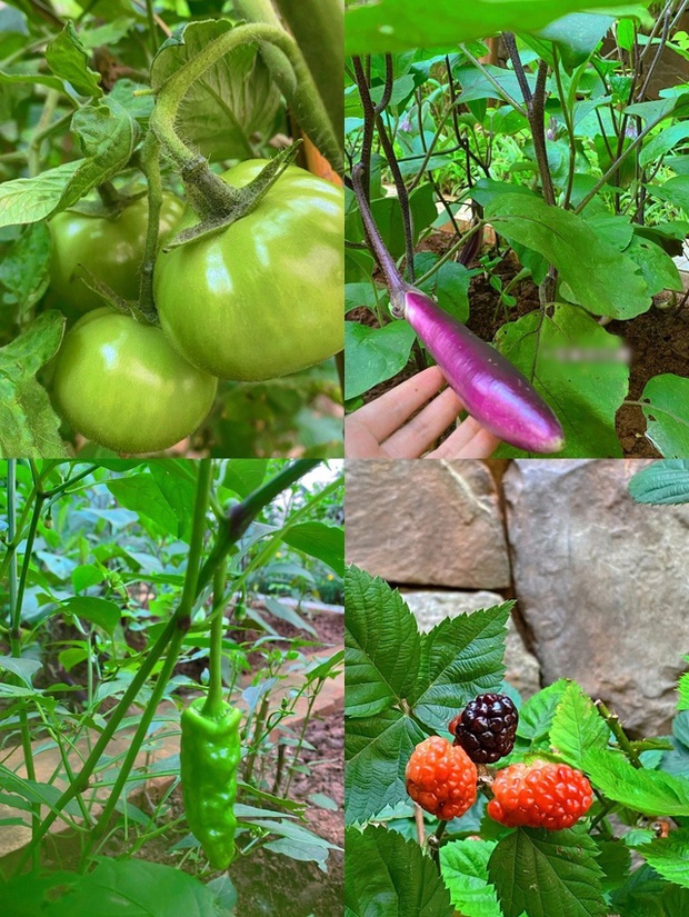 Biệt thự rộng 400m2, sân và bên hông nhà trồng đủ loại cây khiến chủ nhân nghĩ đang sống trong rừng-12