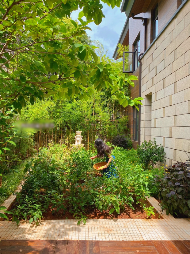 Biệt thự rộng 400m2, sân và bên hông nhà trồng đủ loại cây khiến chủ nhân nghĩ đang sống trong rừng-11