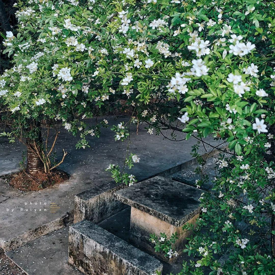 Người xưa nói: Nhà có cây cảnh cát tường, phong thủy tốt lành, con cháu thịnh vượng, phú quý-1