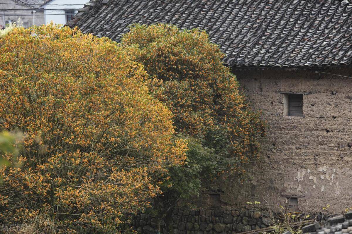 Người xưa nói: Nhà có cây cảnh cát tường, phong thủy tốt lành, con cháu thịnh vượng, phú quý-3