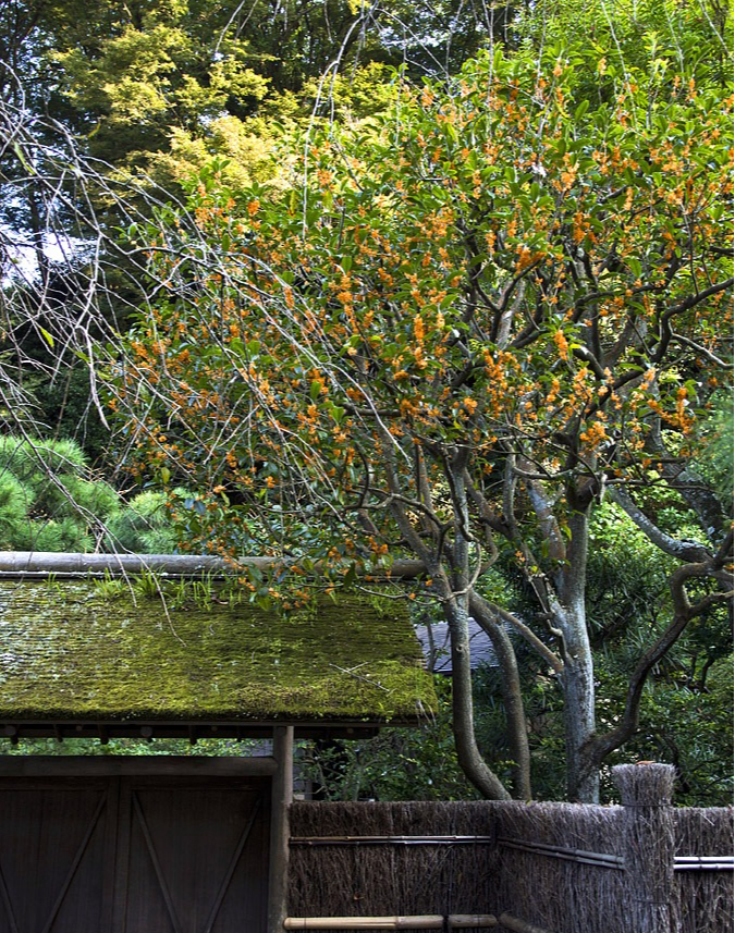 Người xưa nói: Nhà có cây cảnh cát tường, phong thủy tốt lành, con cháu thịnh vượng, phú quý-5