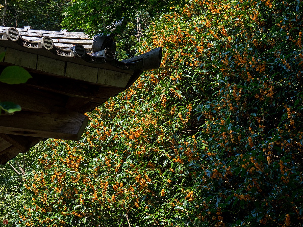 Người xưa nói: Nhà có cây cảnh cát tường, phong thủy tốt lành, con cháu thịnh vượng, phú quý-4