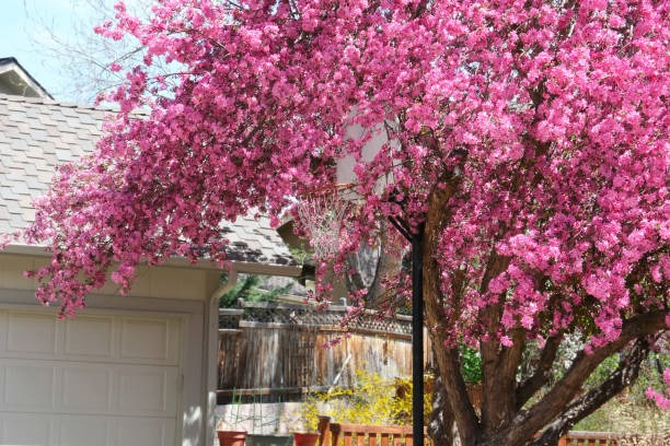 Người xưa nói: Nhà có cây cảnh cát tường, phong thủy tốt lành, con cháu thịnh vượng, phú quý-6