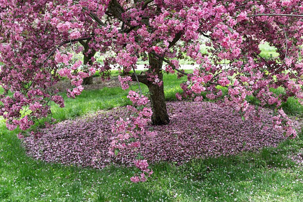 Người xưa nói: Nhà có cây cảnh cát tường, phong thủy tốt lành, con cháu thịnh vượng, phú quý-7