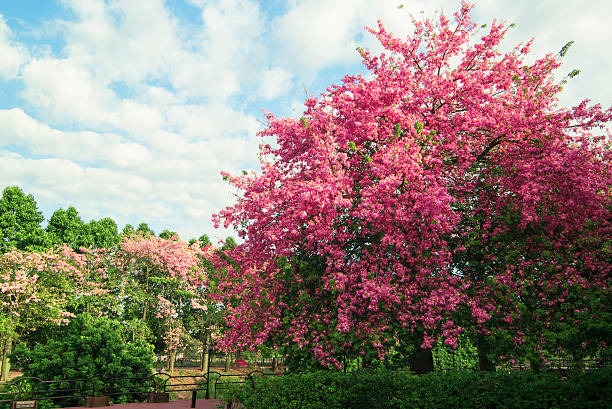 Người xưa nói: Nhà có cây cảnh cát tường, phong thủy tốt lành, con cháu thịnh vượng, phú quý-8