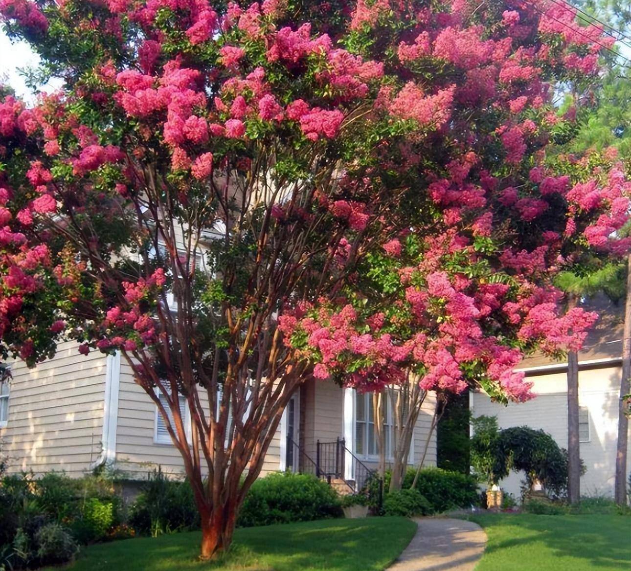 Người xưa nói: Nhà có cây cảnh cát tường, phong thủy tốt lành, con cháu thịnh vượng, phú quý-9