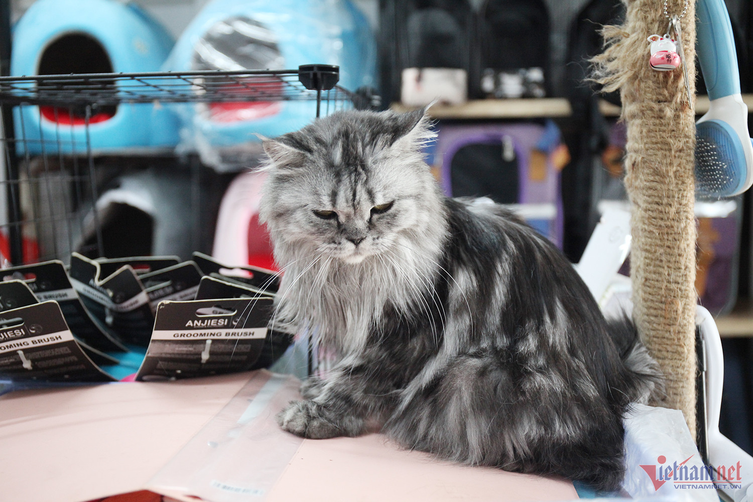 Bỏ làm y sĩ, chàng trai trẻ kiếm nửa tỷ đồng/năm từ mèo kiểng-3