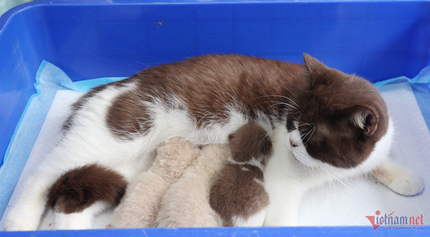 Bỏ làm y sĩ, chàng trai trẻ kiếm nửa tỷ đồng/năm từ mèo kiểng-5